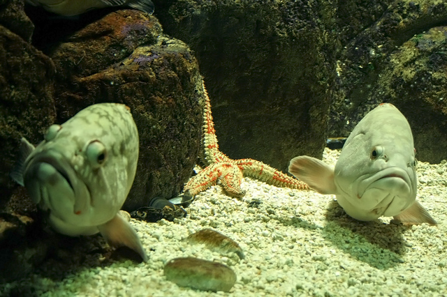 Creteaquarium, Gouves