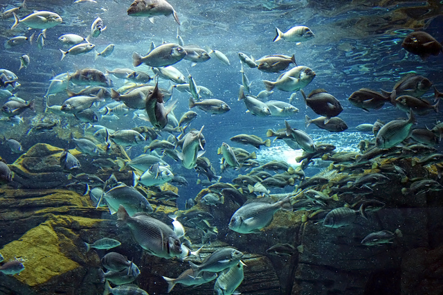 Creteaquarium, Gouves