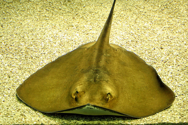 Creteaquarium, Gouves