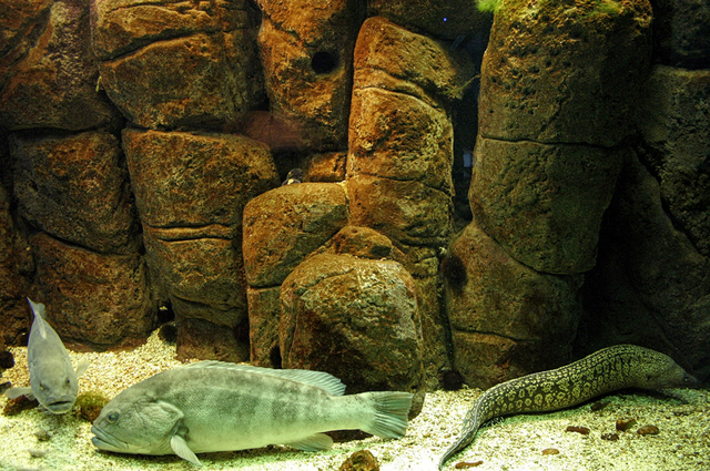 Creteaquarium, Gouves