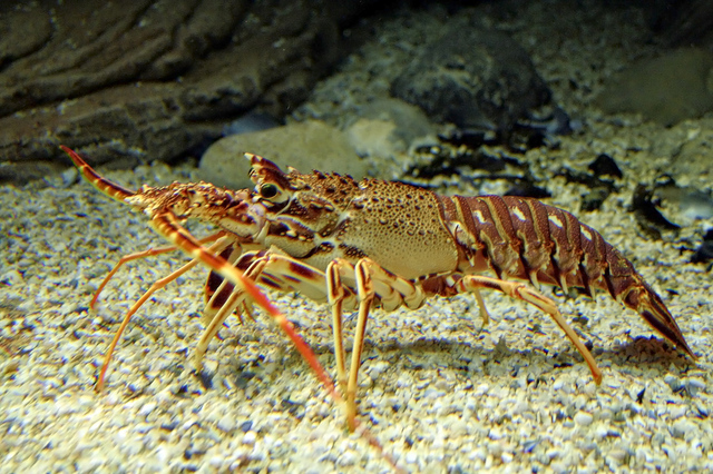 Creteaquarium, Gouves
