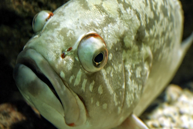 Creteaquarium, Gouves
