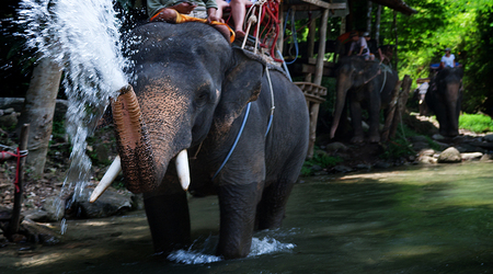 Słoń turystyczny – Surat Thani, Tajlandia