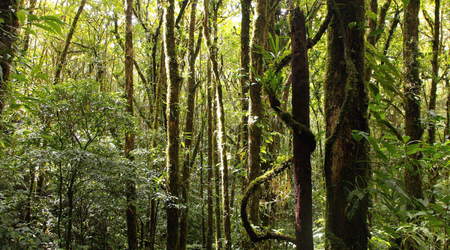 przyroda Tortuguero – Kostaryka