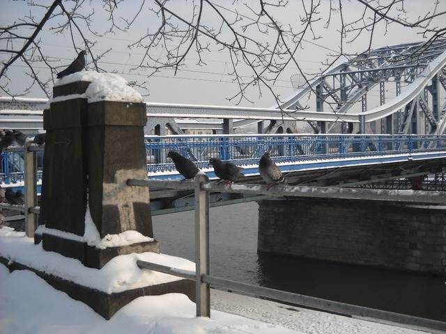 zimowe gołębie