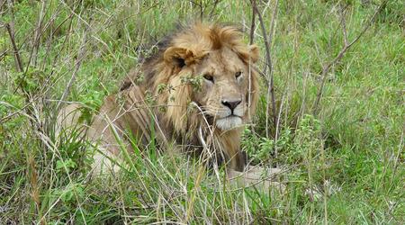 Jego wysokosc krol lew – Kenia