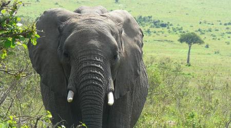 Slon – Kenia