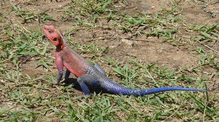 Kenia agama