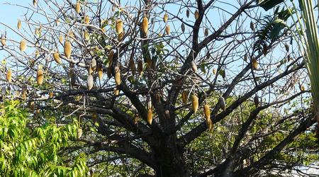 Kenia baobab z owocami