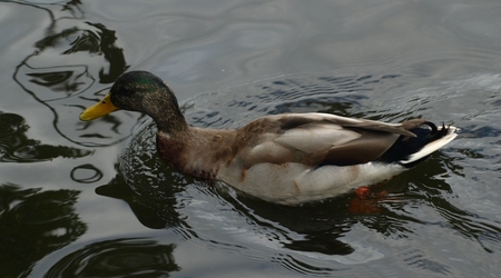 Hyde Park – Londyn, Wielka Brytania