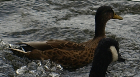 Hyde Park – Londyn, Wielka Brytania