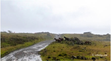 4. Dzikie konie na wyspie to częsty widok – Wyspa Wielkanocna, Chile