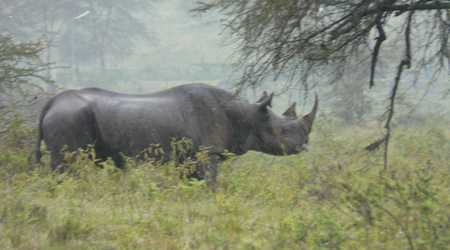 Nosorożec – Kenia