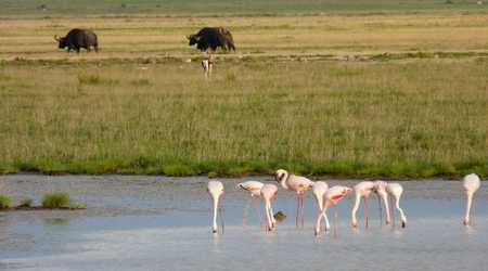 W parku Amboseli – Kenia