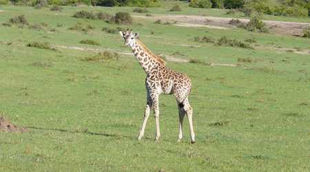 Młoda żyrafa – Kenia