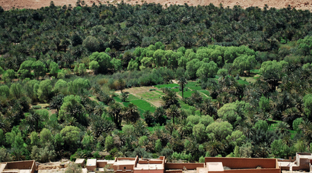 oaza – Erfoud, Maroko