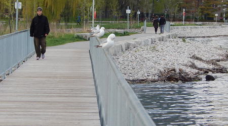 Mostek i mewy – Toronto, Kanada