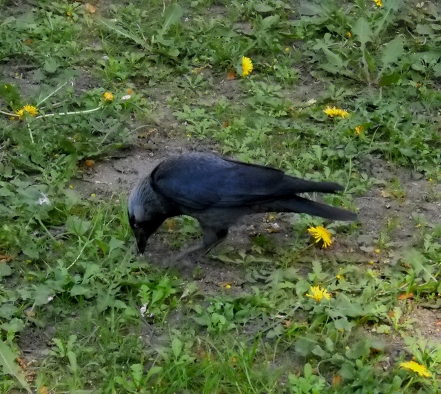 Wiosennie
