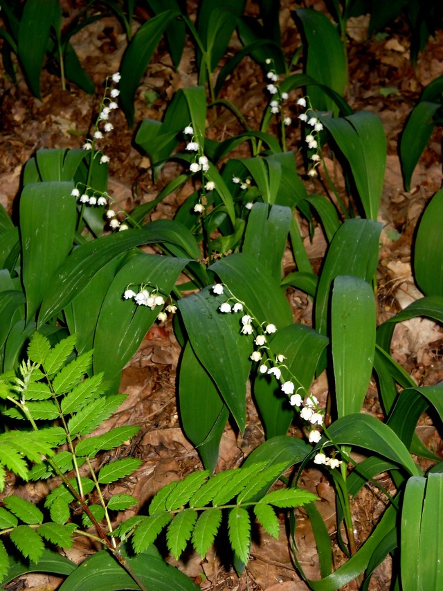 Wiosennie