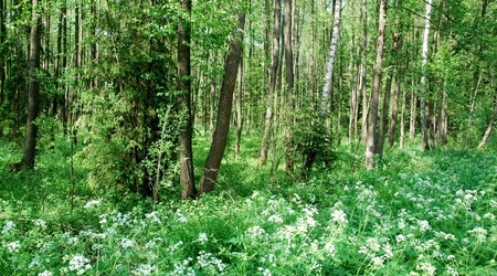 Kwitnaca puszcza – Puszcza Augustowska, Polska