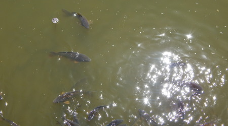 Rybki,Toronto ZOO,Toronto,Canada – Kanada