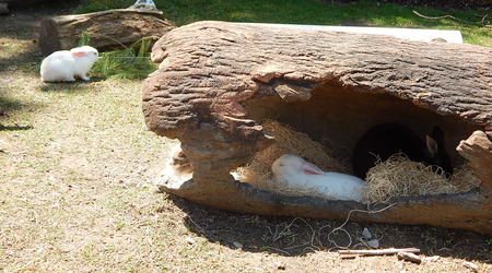 Kroliczki,Toronto ZOO,Toronto,Canada – Kanada