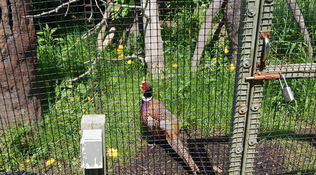 Bazant,Toronto ZOO,Toronto,Canada – Kanada