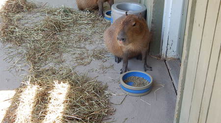Kapibary,Toronto ZOO,Toronto,Canada – Kanada