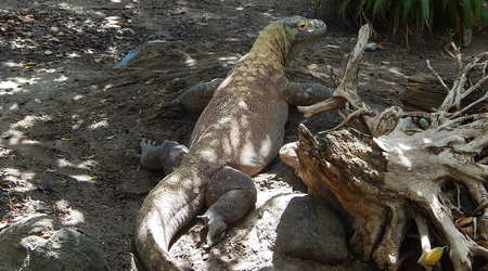 Waran z Komodo,Toronto ZOO,Toronto,Canada – Kanada