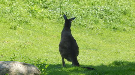 Kangurek,Toronto ZOO,Toronto,Canada – Kanada