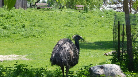 Emu,Toronto ZOO,Toronto,Canada – Kanada