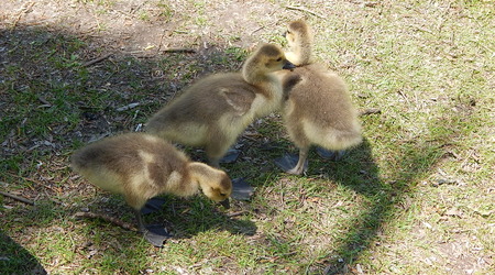 Piskleta,Toronto ZOO,Toronto,Canada – Kanada