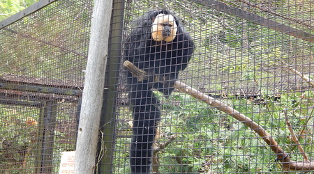 Malpka,Toronto ZOO,Toronto,Canada – Kanada