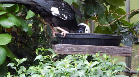 Ptaszek,Toronto ZOO,Toronto,Canada – Kanada