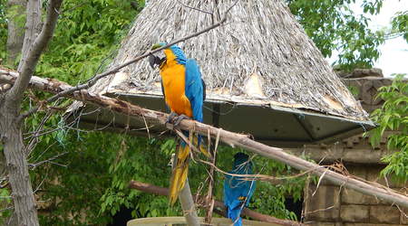 Papuzki,Toronto ZOO,Toronto,Canada – Kanada