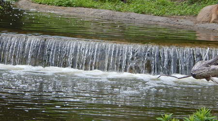 Rzeczka,Toronto ZOO,Toronto,Canada – Kanada