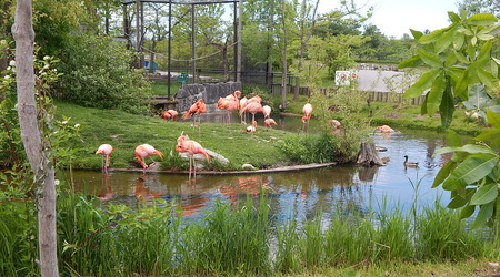 Flamingi,Toronto ZOO,Toronto,Canada – Kanada
