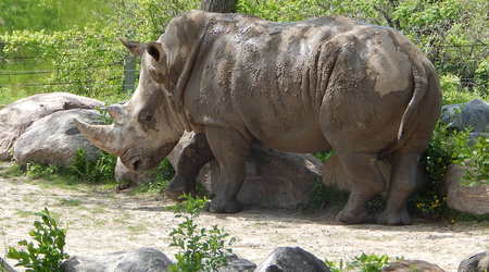 Nosorozec,Toronto ZOO,Toronto,Canada – Kanada