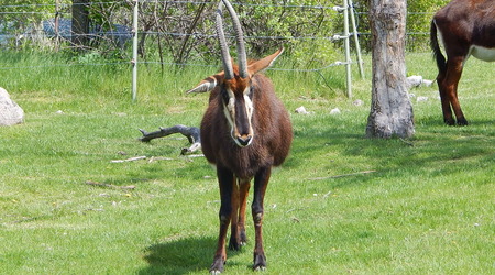 Antylopa,Toronto ZOO,Toronto,Canada – Kanada