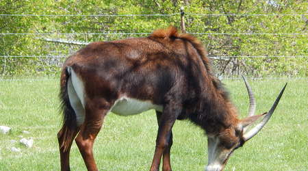 Antylopa,Toronto ZOO,Toronto,Canada – Kanada