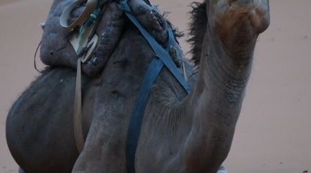 25715174 - Merzouga 3 dniowa wyprawa na Sahare Erg Szebbi – Maroko