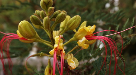 dziwna roslinka – Merzouga, Maroko