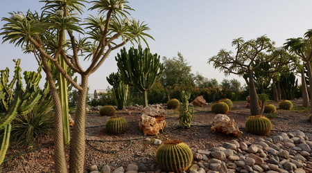 piekne kaktusy przy lotnisku – Marrakesz, Maroko