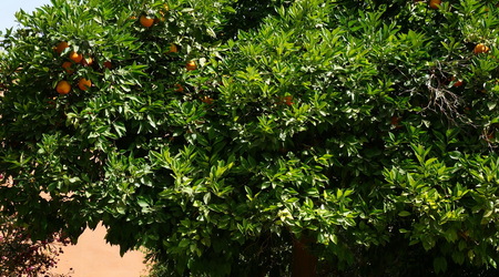 25715333 - Marrakesz – Maroko