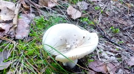 Wyłażą spod mchu – Izabelin C, Polska