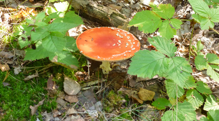 Pysznią się kolorami – Izabelin C, Polska