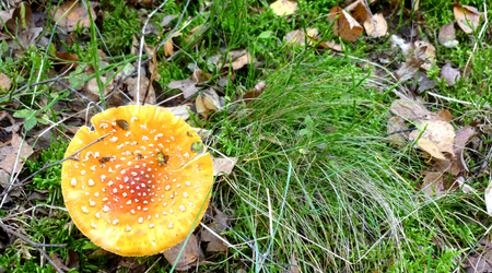 pomarańczowe – Izabelin C, Polska
