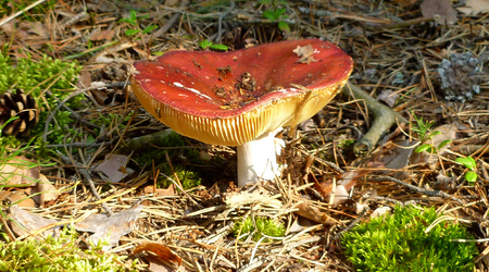 czerwone – Izabelin C, Polska