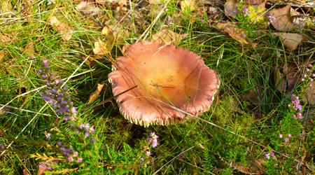 wielkie – Izabelin C, Polska