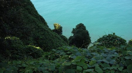Dżunglowato – Batumi, Gruzja